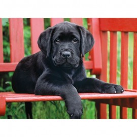 پازل کلمنتونی 500 تکه سگ سیاه 30346 پازل کلمنتونی 500 تکه سگ سیاه 30346
